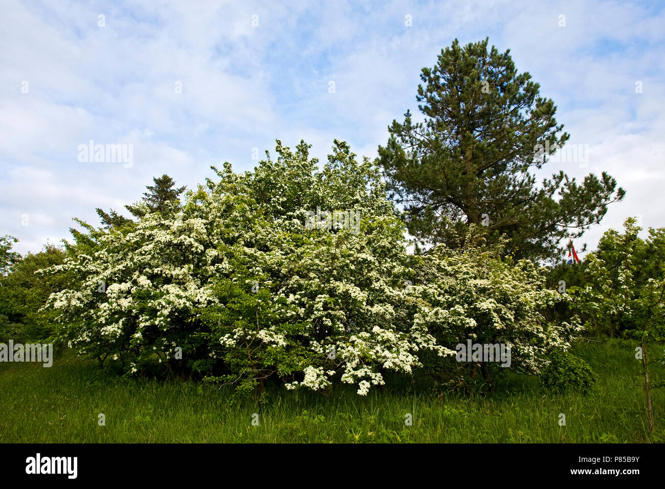 Meidoorn in bloei; Hawthorn in bloom Stock Photo