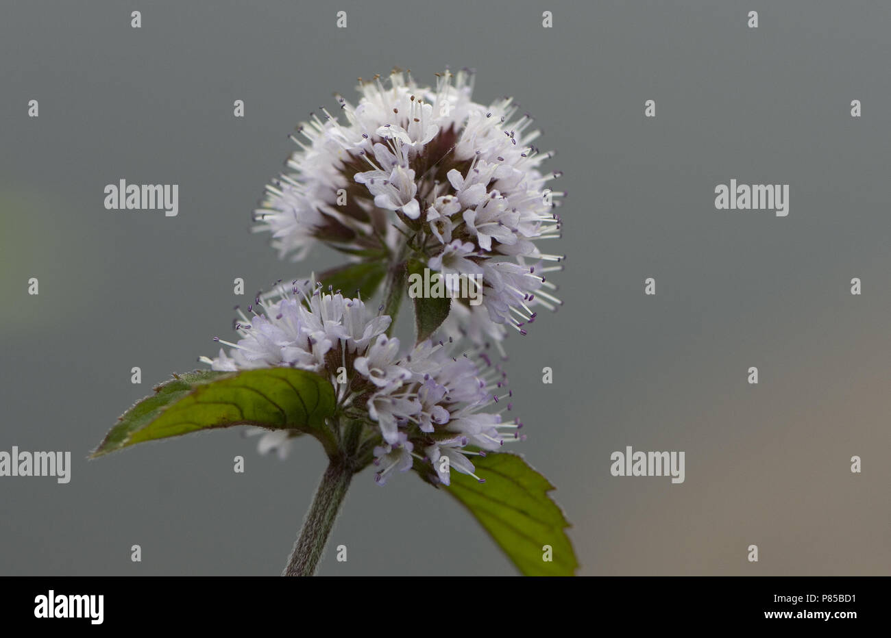 Bloem van Watermunt, Flower of Water-mint Stock Photo