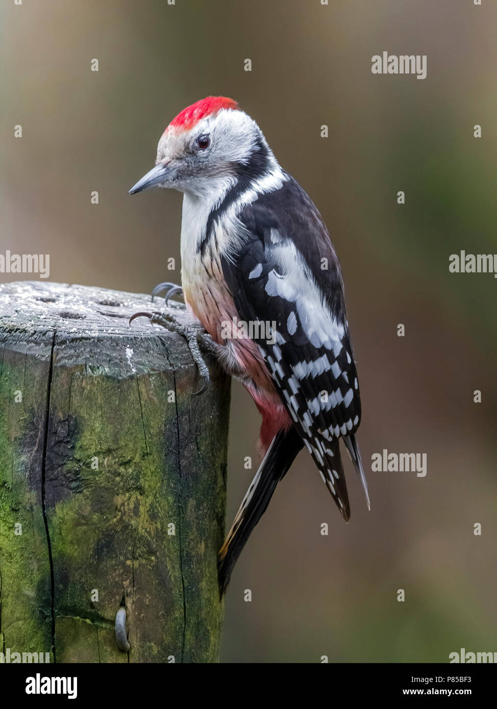 Adult Middle Spotted Woodpecker sitting on a feeding point, Auderghem, Brussels, Belgium. March 05, 2018. Stock Photo