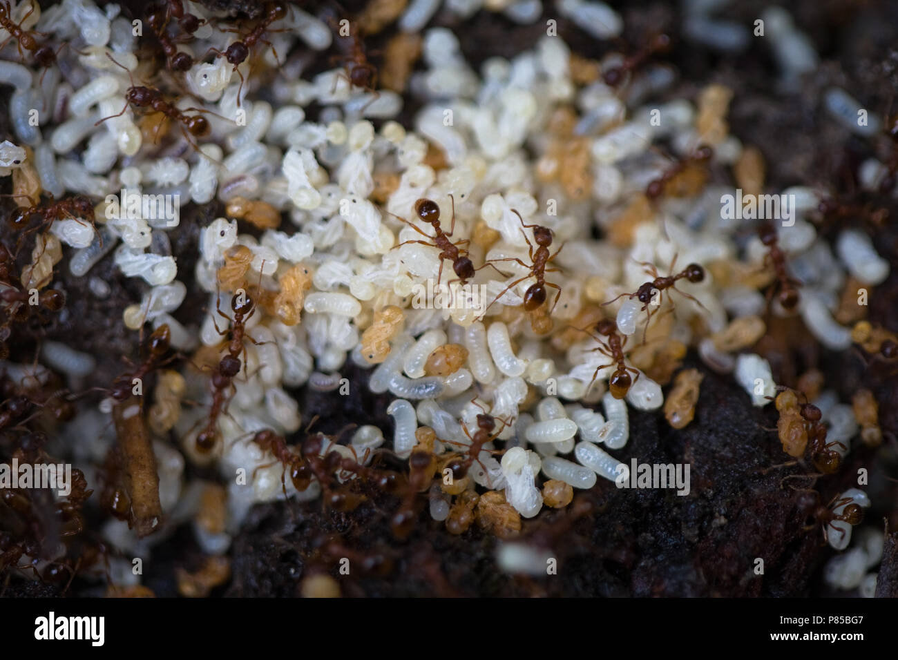 Mierennest met eieren en volwassen dieren, Ant nest with eggs and imagos Stock Photo