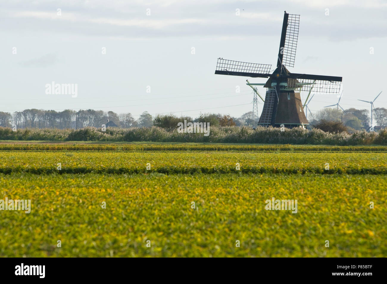 Molen P-V 't Zand Nederland, Mill P-V 't Zand Netherlands Stock Photo