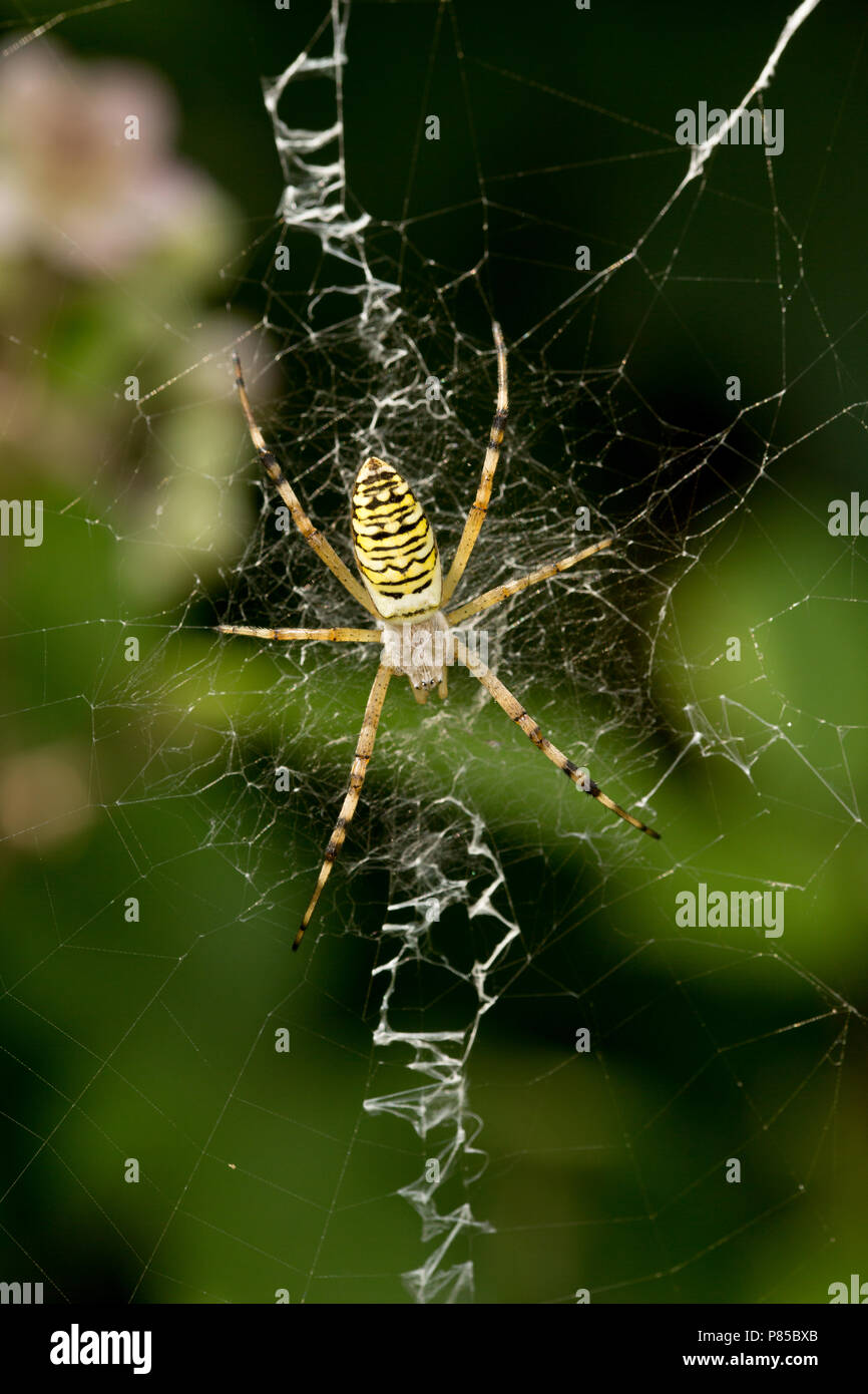A wasp spider, Argiope bruennichi, in its web made in a hedgerow. The wasp spider is a non-native species in the UK. North Dorset England UK GB Stock Photo