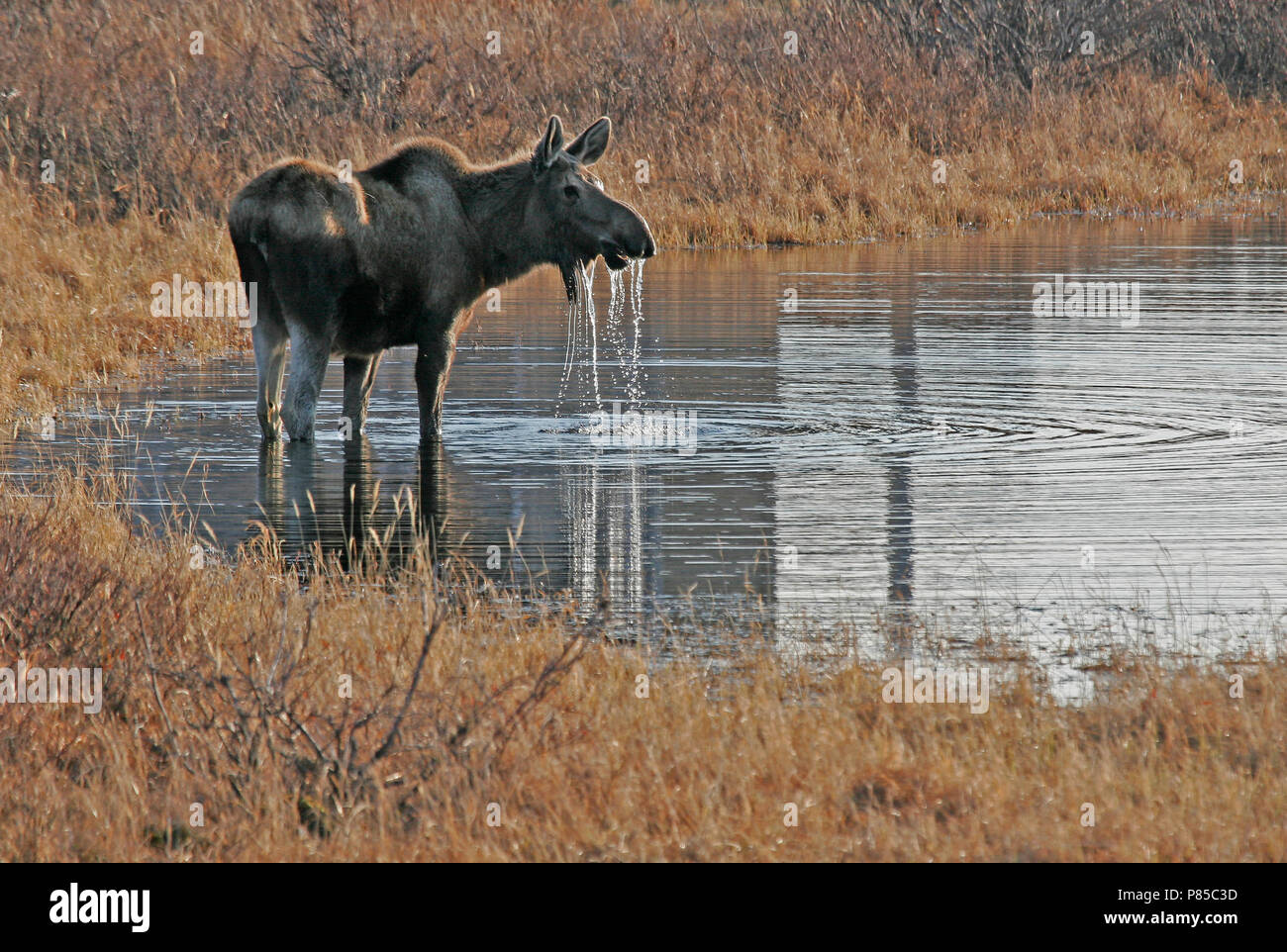 Pete the moose hires stock photography and images Alamy