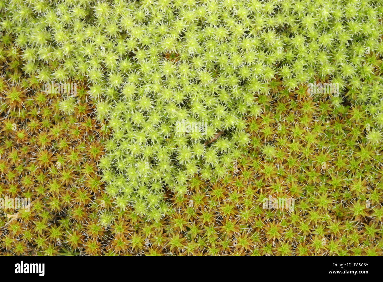 Groot Duinsterretje, Great hairy screw-moss Stock Photo