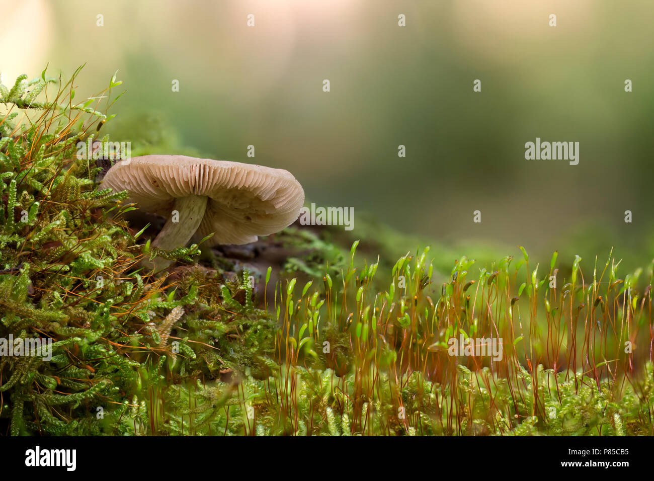 Paddenstoel; Mushroom Stock Photo