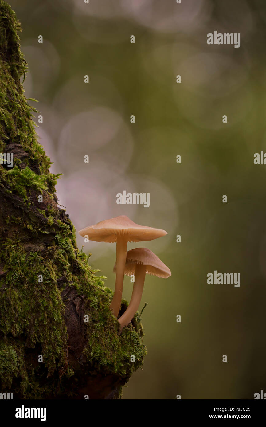 Paddenstoellen; Mushrooms Stock Photo