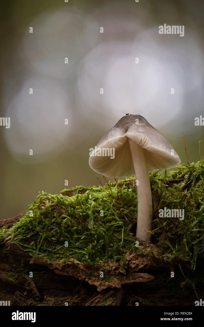Paddenstoel; Mushroom Stock Photo