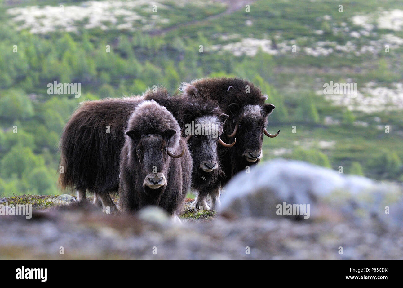 Musk Oxes in Norway Stock Photo