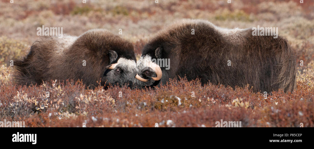 Muskusos op toendra; Muskox in tundra Stock Photo