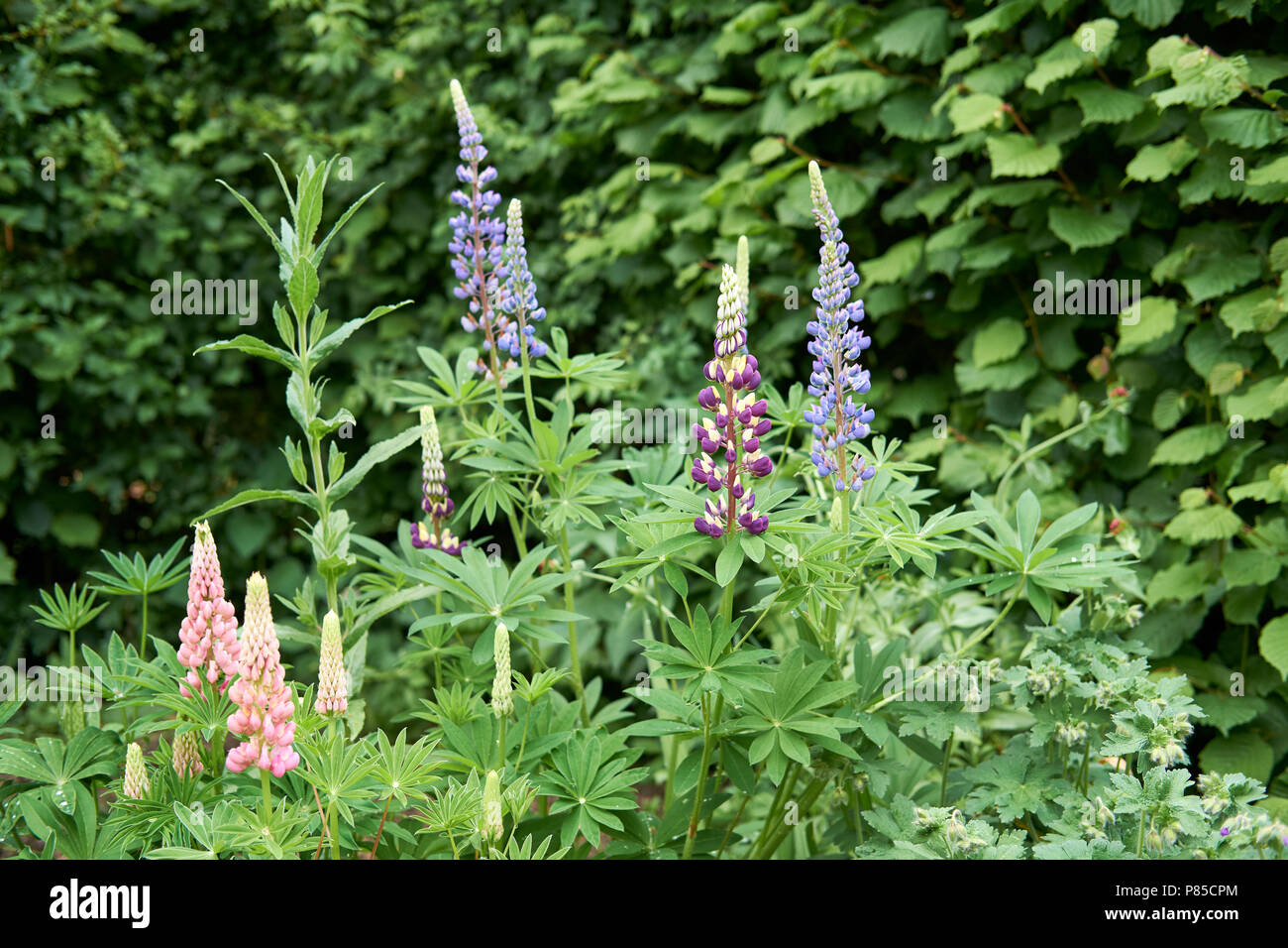 Springtime blue, purple and pink Lupins, Lupinus, growing in an  English country garden flower bed, UK. Stock Photo