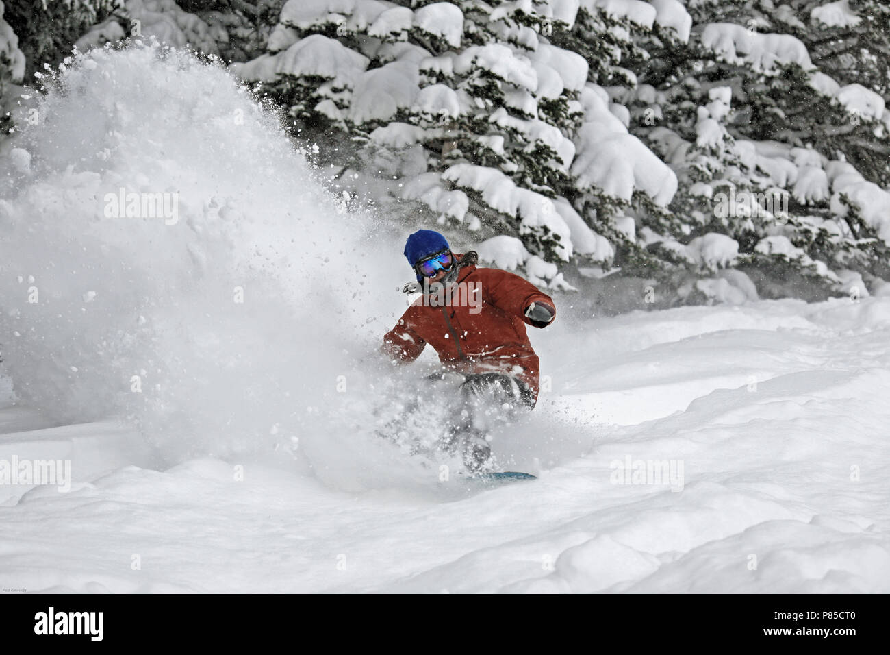 Female snowboarding in fresh powder snow through trees in Utah, USA
