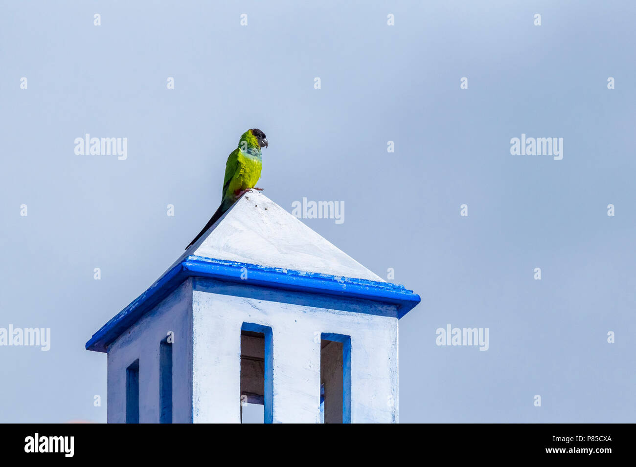 Nanday Parakeet perched on a roof in Tenerife. January 2016. Stock Photo