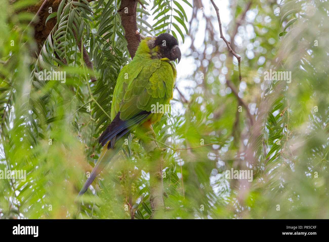 Nanday Parakeet perched in a tree in Tenerife. January 2016. Stock Photo