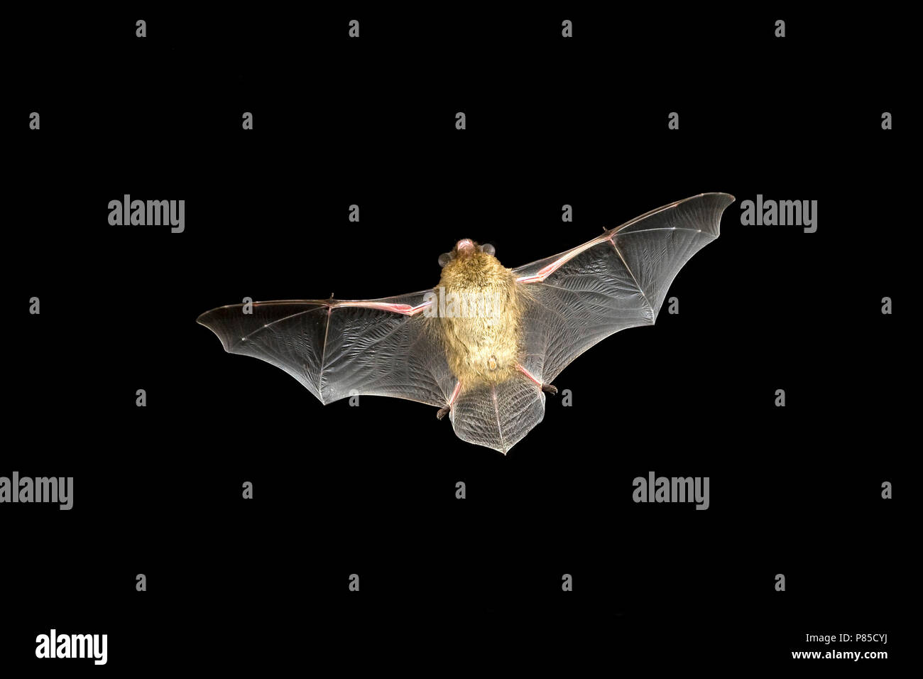 Ruige Dwergvleermuis in de vlucht; Nathusius Pipistrelle in flight Stock Photo