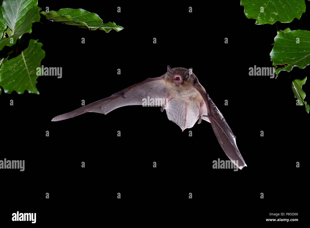 Ruige dwergvleermuis vliegend, Nathusius' pipistrelle flying, Stock Photo