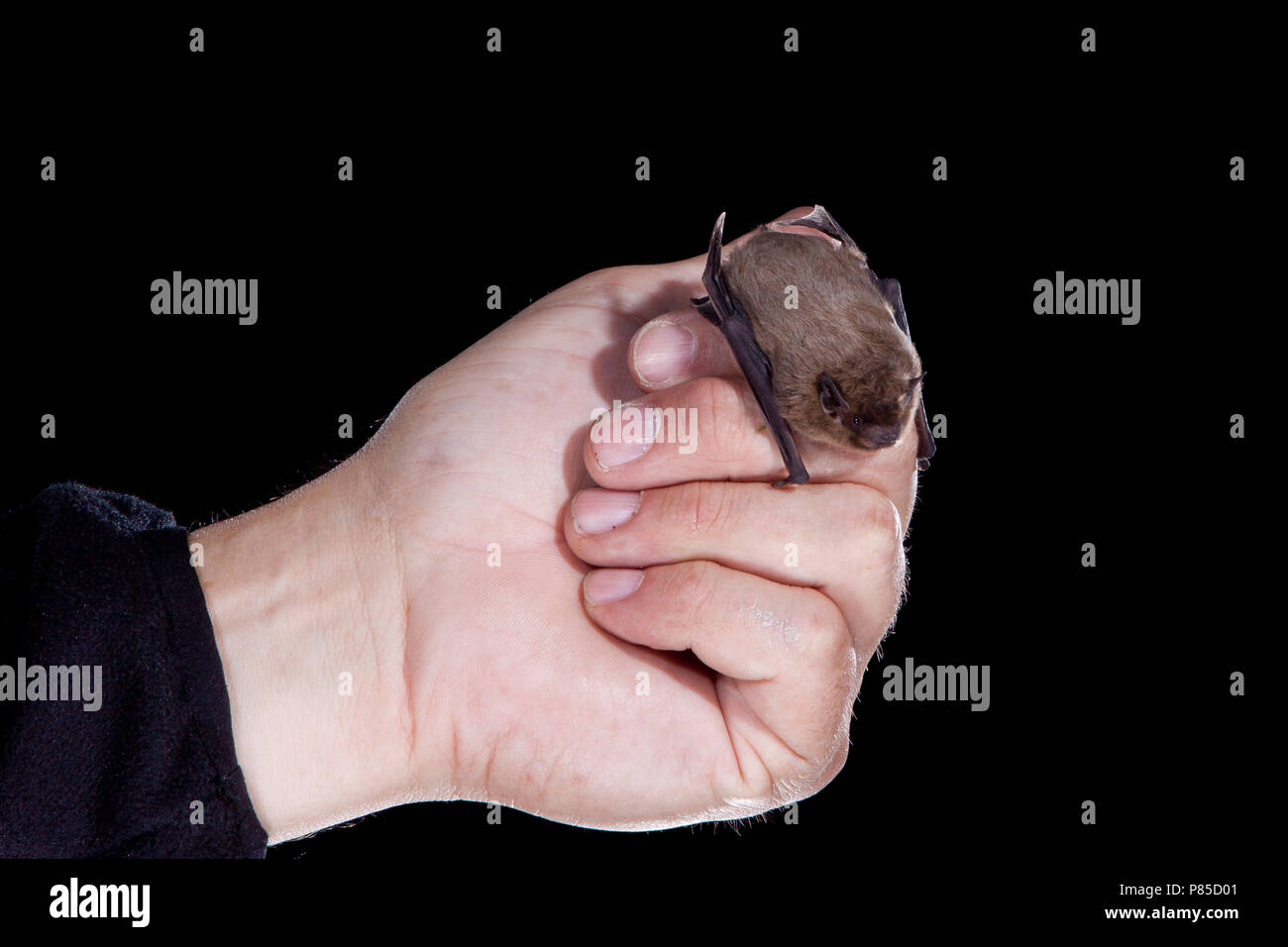 Vleermuisonderzoeker met Ruige Dwergvleermuis, Batresearcher with Nathusius' Pipistrelle Stock Photo