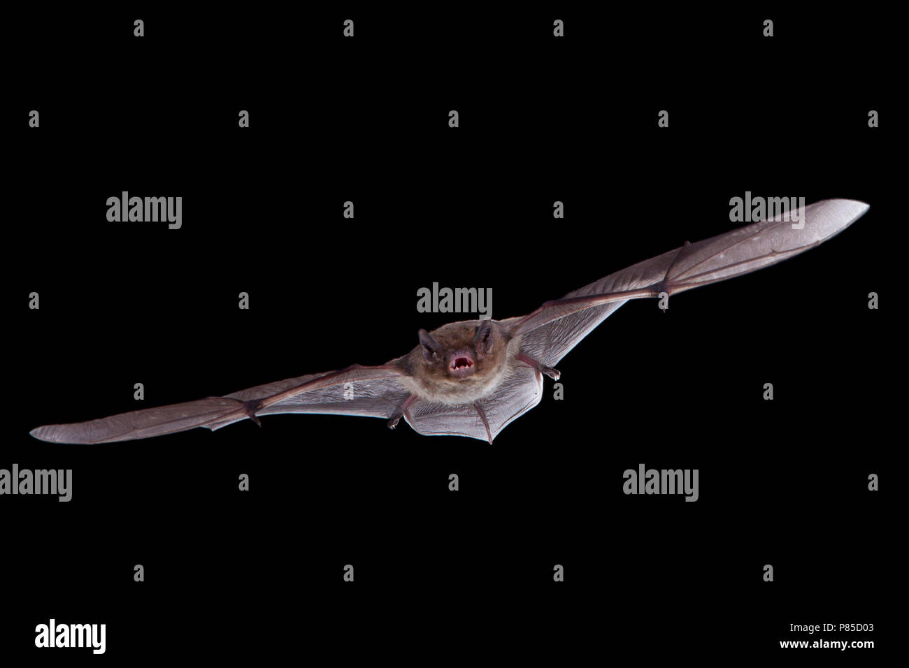 Ruige dwergvleermuis vliegend, Nathusius' pipistrelle flying, Stock Photo