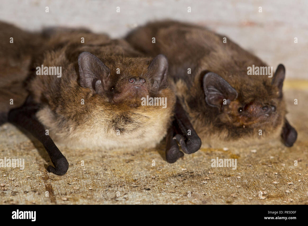 Ruige dwergvleermuis in vleermuiskast, Nathusius' pipistrelle in batbox Stock Photo
