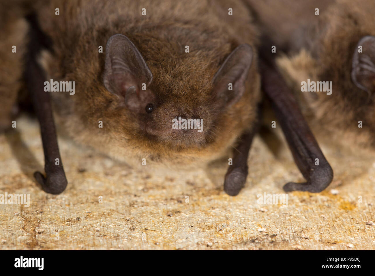 Ruige dwergvleermuis in vleermuiskast, Nathusius' pipistrelle in batbox Stock Photo