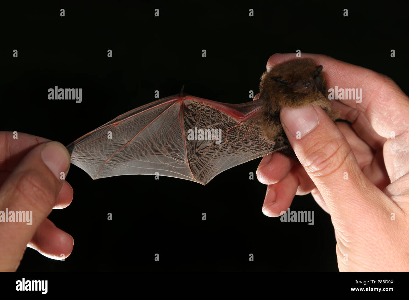 Vleugel van de Ruige Dwergvleermuis, Wing of  Nathusius' pipistrelle Stock Photo