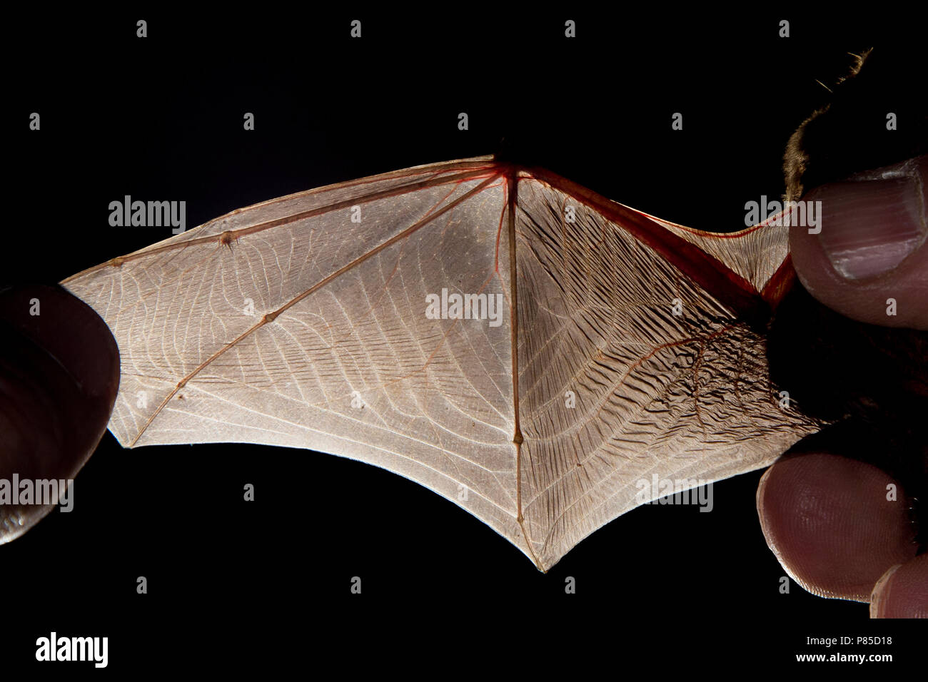 Bovenzijde vleugel van de Ruige Dwergvleermuis, Wing of Nathusius' pipistrelle from above Stock Photo