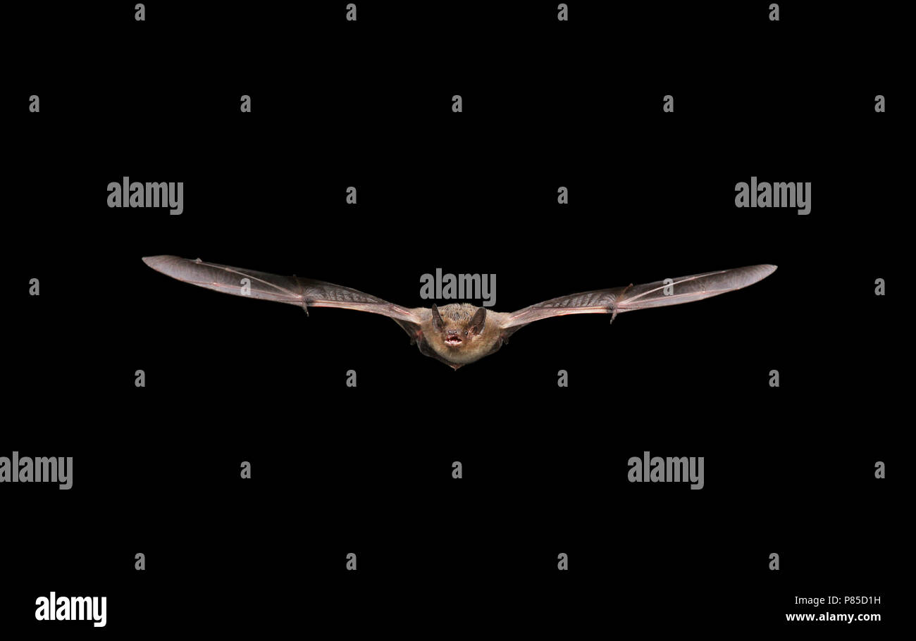 Ruige dwergvleermuis vliegend;Nathusius Pipistrelle flying Stock Photo