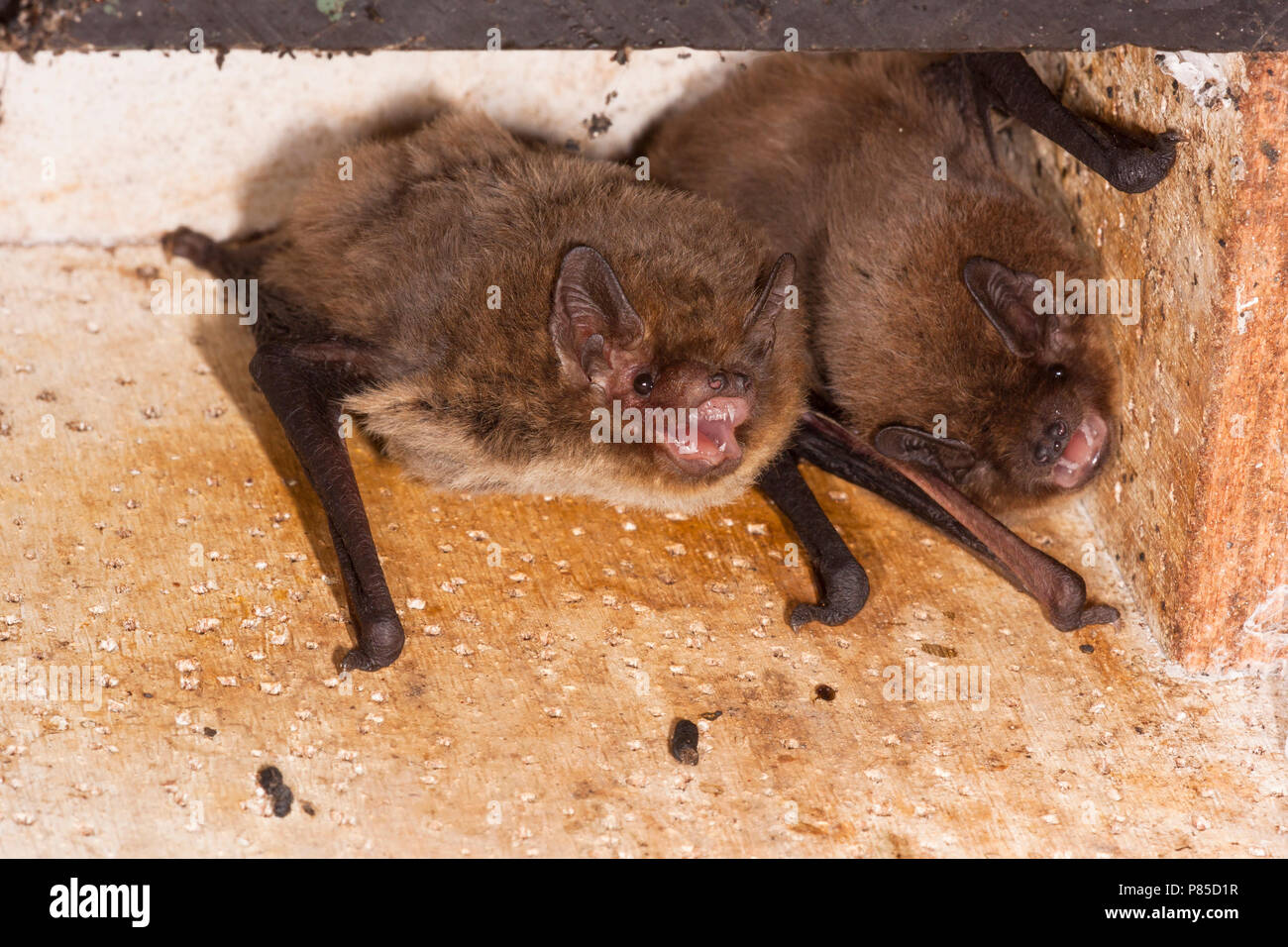 Ruige dwergvleermuis, Nathusius' pipistrelle Stock Photo