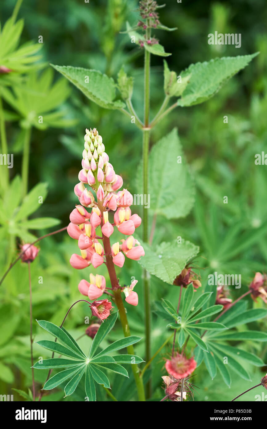 Springtime pink Lupins, Lupinus, growing in an  English country garden flower bed, UK. Stock Photo