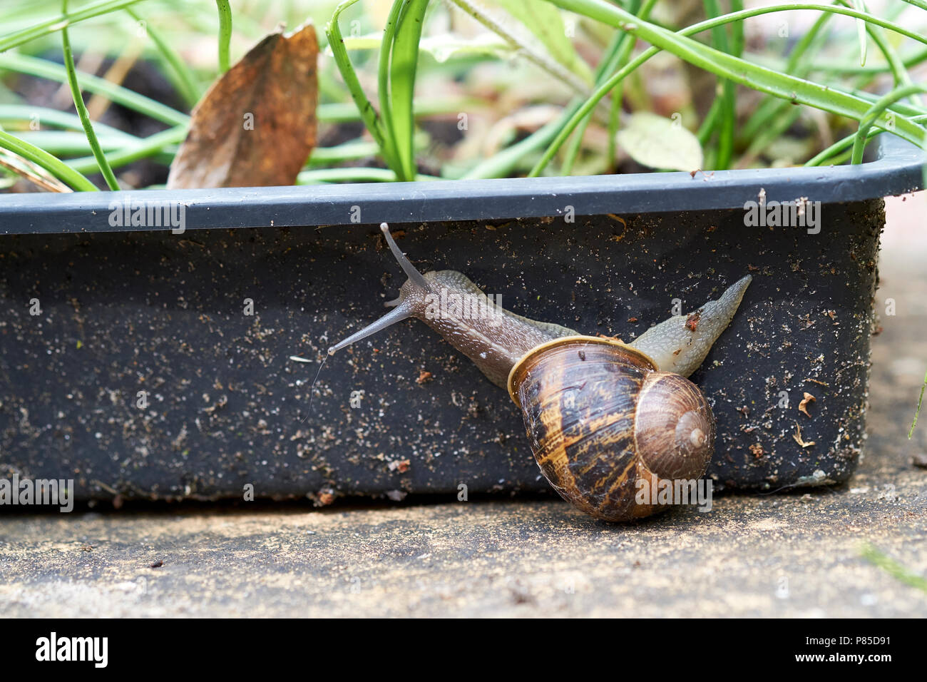 A Garden Snail, Helix aspersa, on the side of a black plastic seed tray containing garden plants, UK. Stock Photo