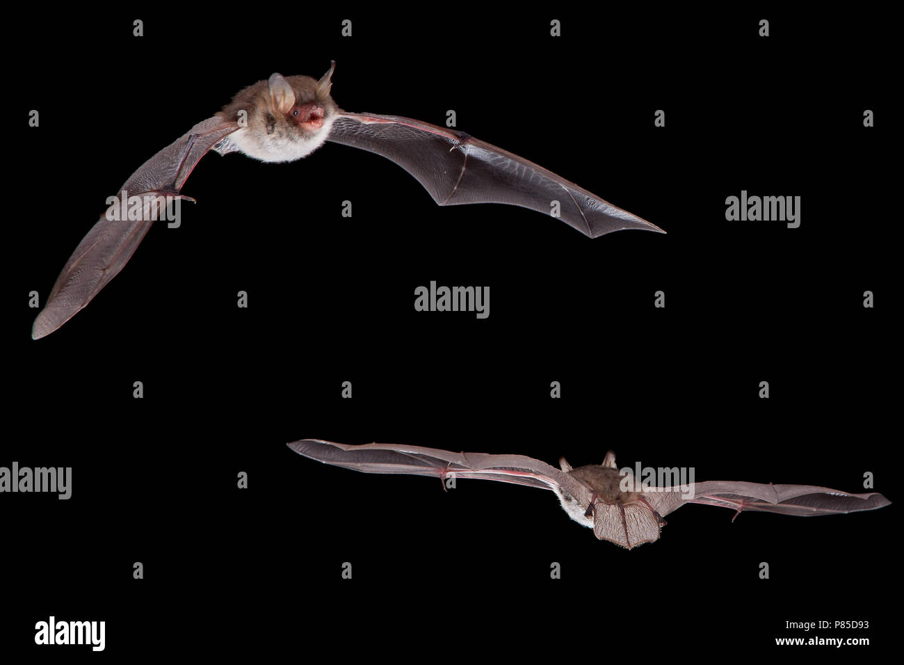 Franjestaart vliegend; Natterers bat flying Stock Photo