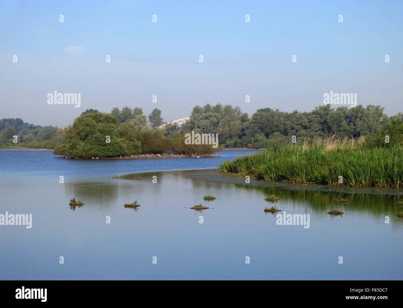 Nestvlotjes Zwarte Stern, Ooijpolder, Nederland; Articifial nests Black Terns, Ooijpolder, Netherlands Stock Photo