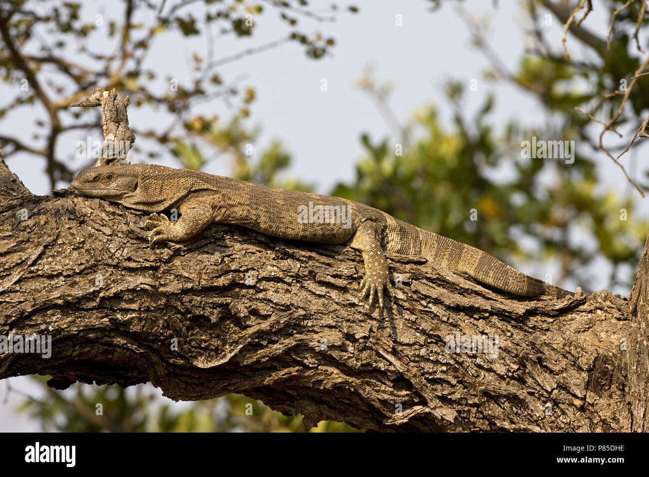 Nijlvaraan op boomtak; Nile Monitor resting on large branch Stock Photo