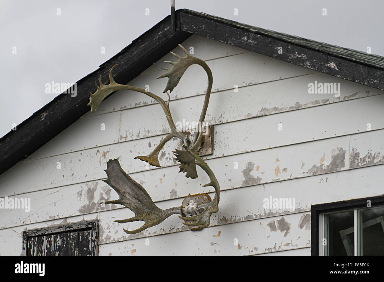 Travelogue,  Travel Newfoundland, Canada,  Landscapes and scenic,  Canadian Province,  'The Rock',  Antlers on an old house. Stock Photo
