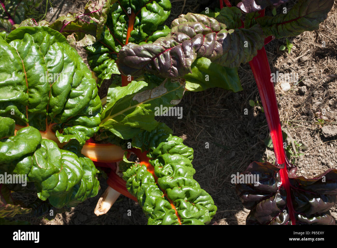 View of healthy and colorful swiss chard plants in a garden. Stock Photo