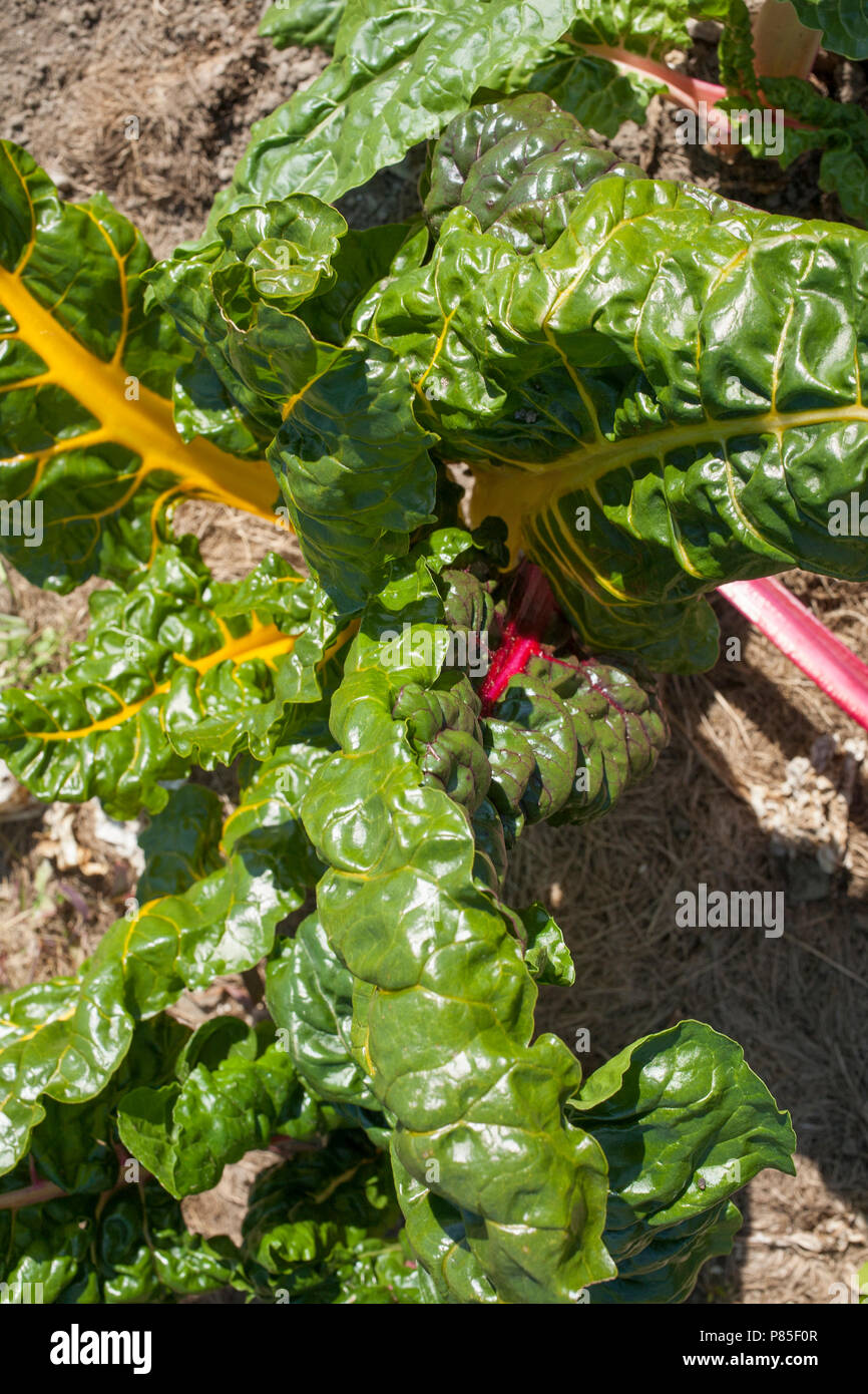 View of healthy and colorful swiss chard plants in a garden. Stock Photo