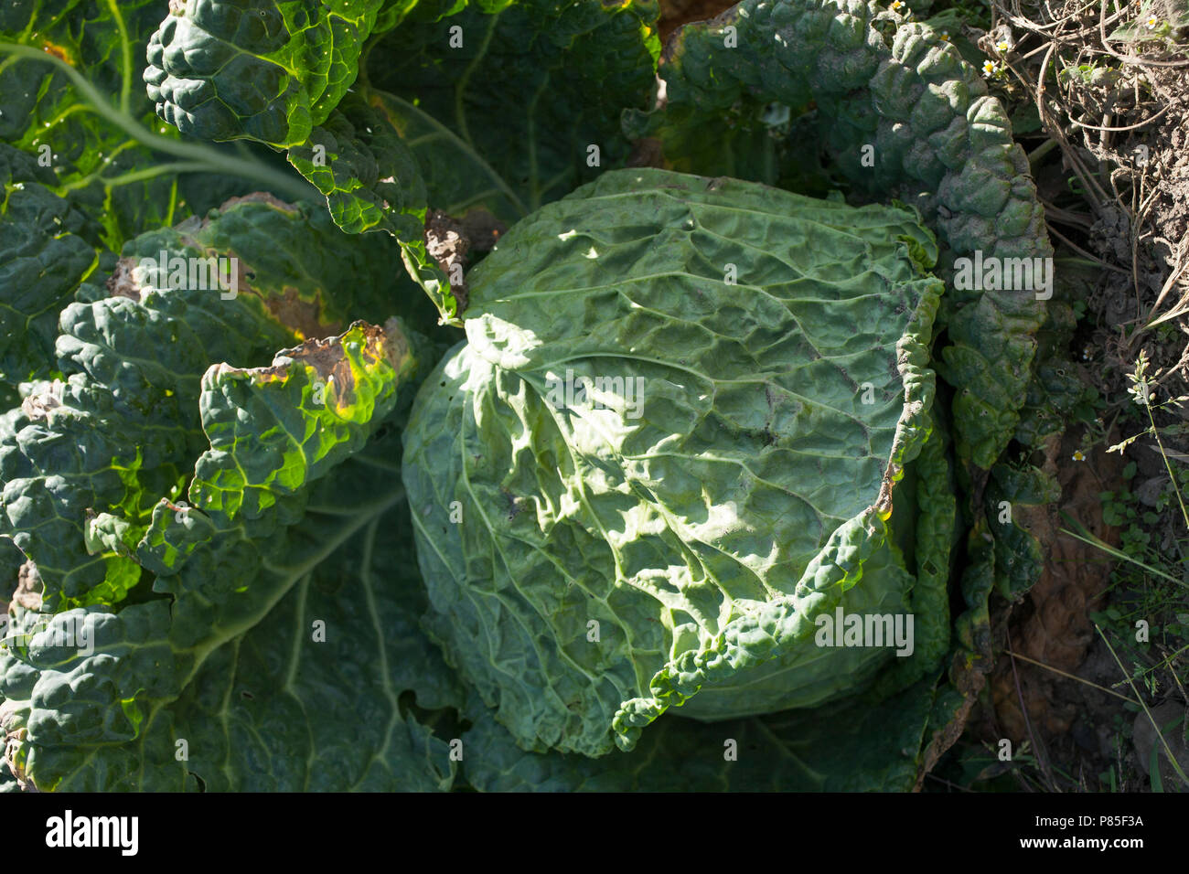A head of cabbage growing in a garden. Stock Photo