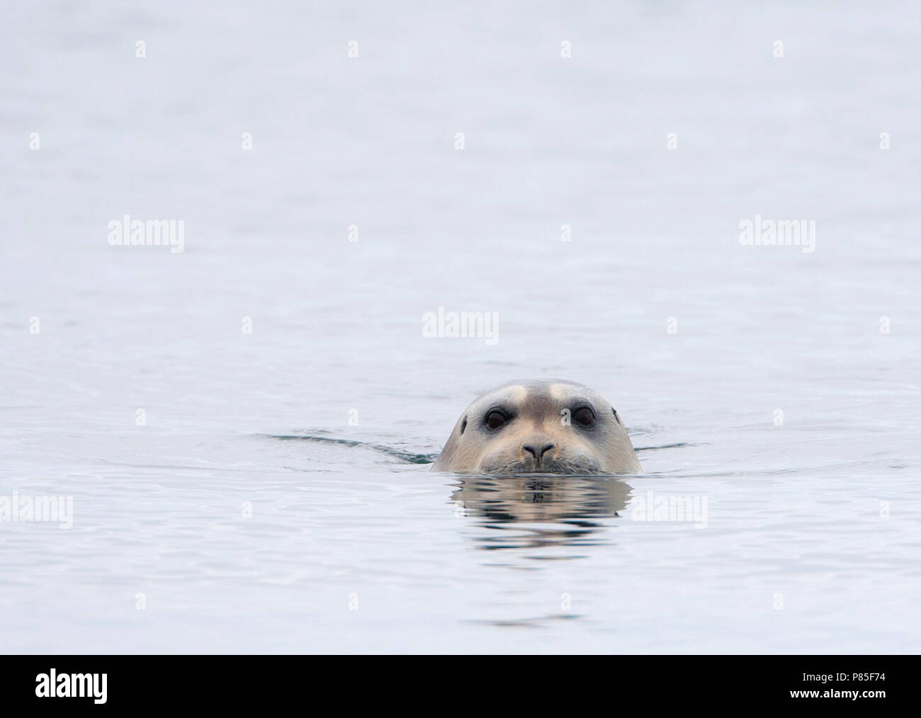 Baardrob, Bearded seal, Erignatus barbatus Stock Photo - Alamy