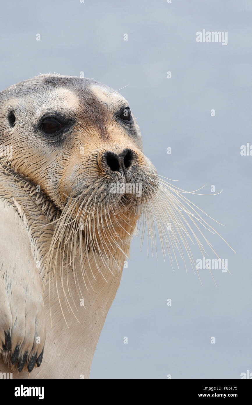 Bearded seal portrait hi-res stock photography and images - Alamy