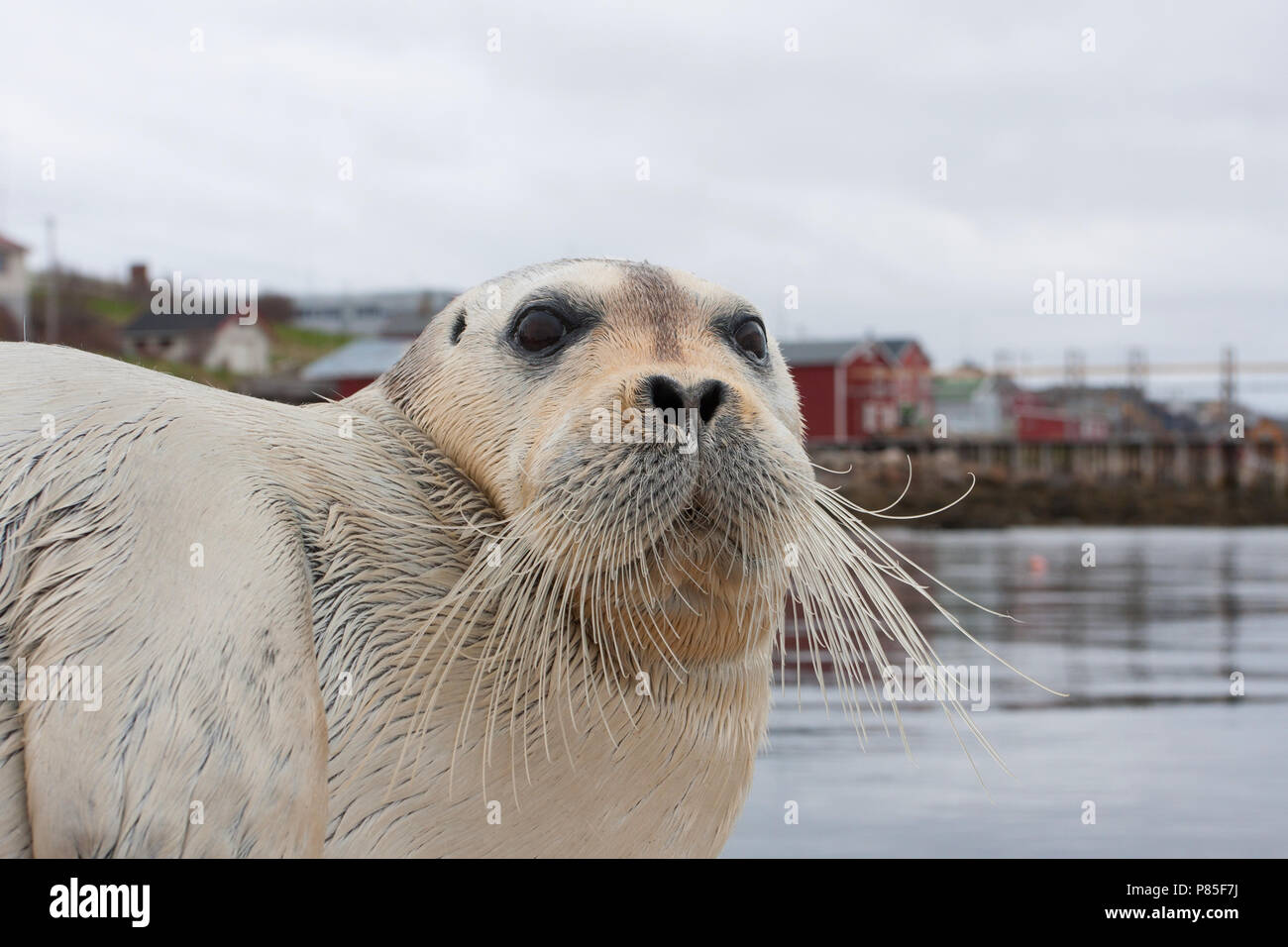 Baardrob, Bearded seal, Erignatus barbatus Stock Photo - Alamy