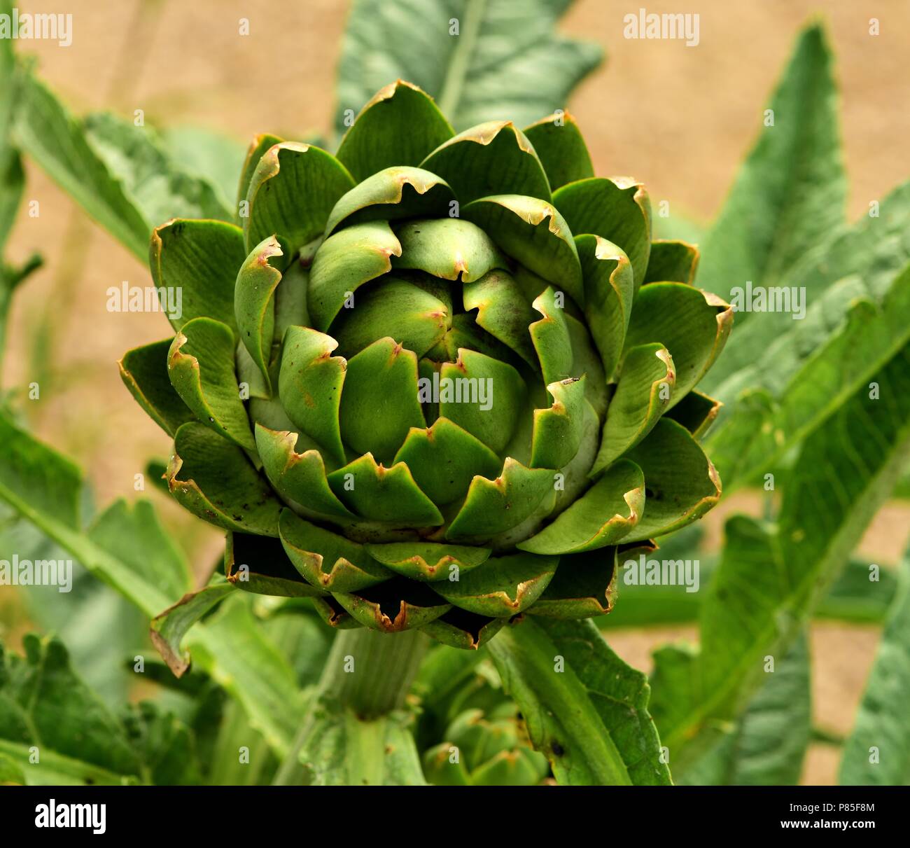 A closeup of a globe artichoke Stock Photo
