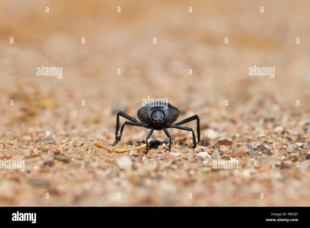 Beetle spec walking on desert sand, Oman Stock Photo