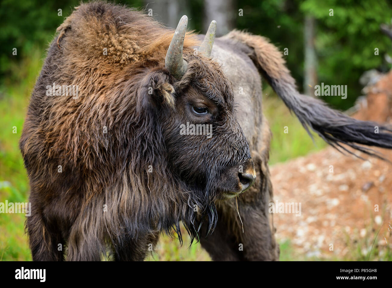 European Bison in the forest. Wisent. Bison bonasus Stock Photo Alamy