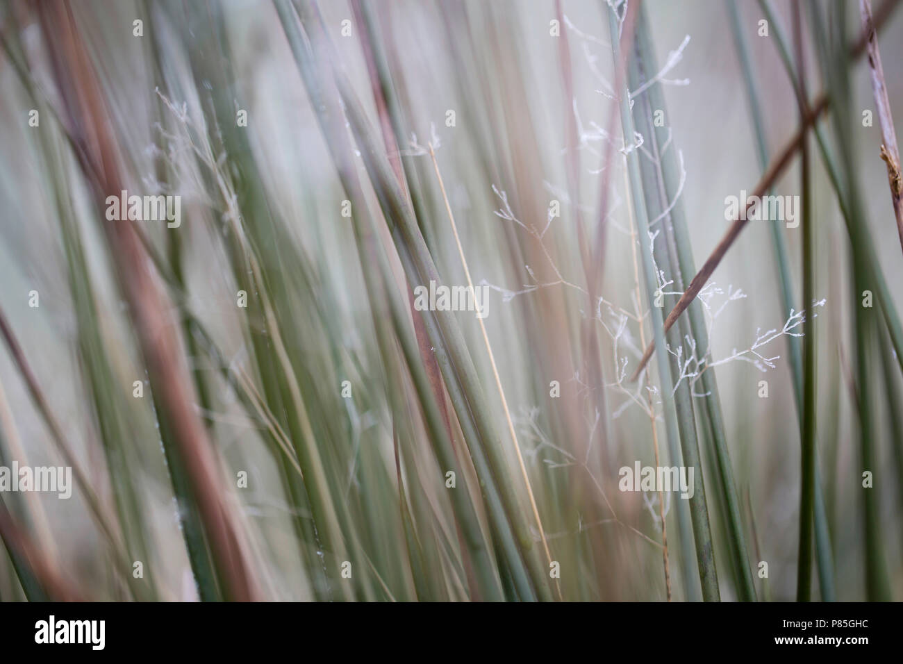 abrastct beeld van bevroren gras tussen pitrus; abstract image of grass in soft rushes Stock Photo