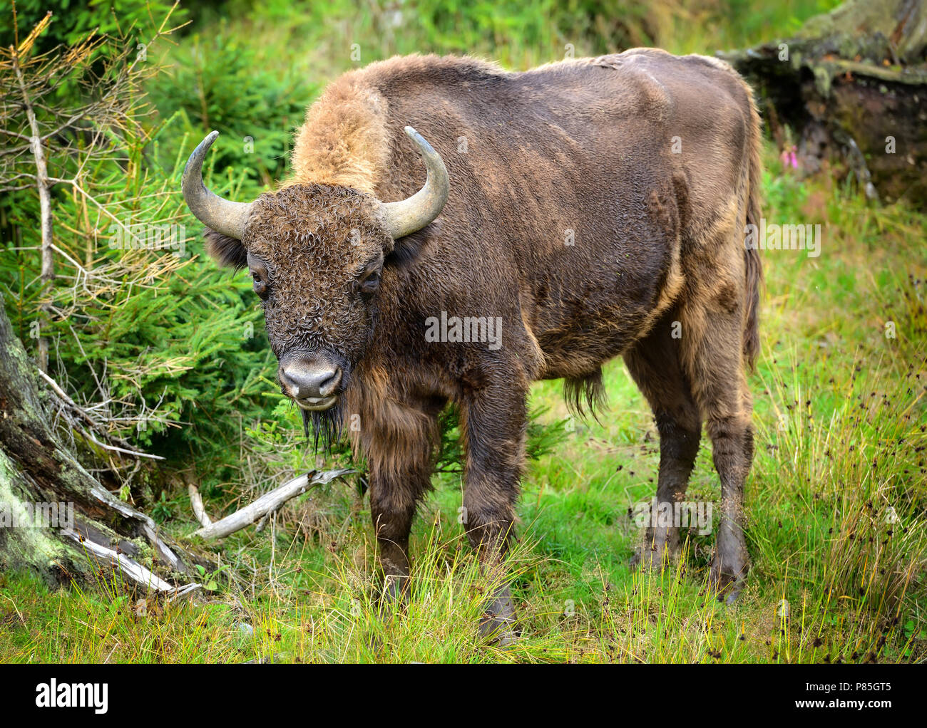 European Bison in the forest. Wisent. Bison bonasus Stock Photo Alamy
