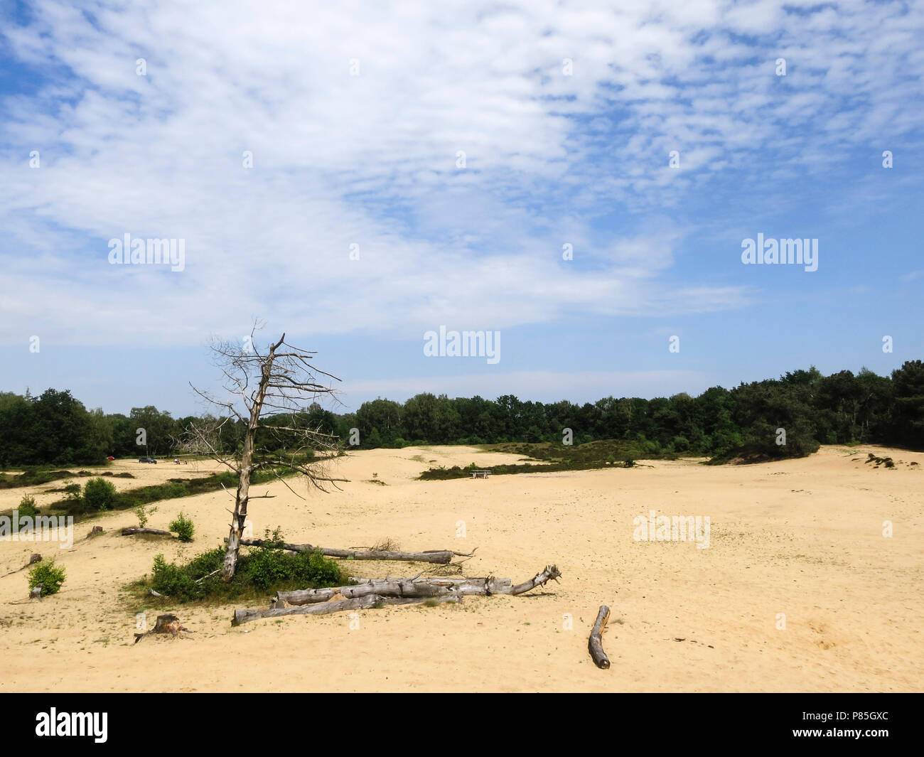 Dead tree in the dunes of Nationaal Park De Maasduinen Stock Photo