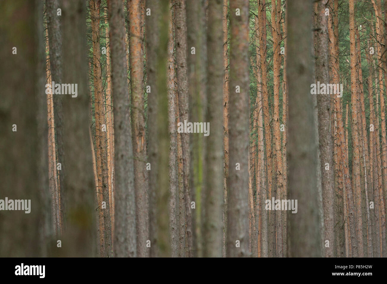 Dennenbos, Pine Forest Stock Photo