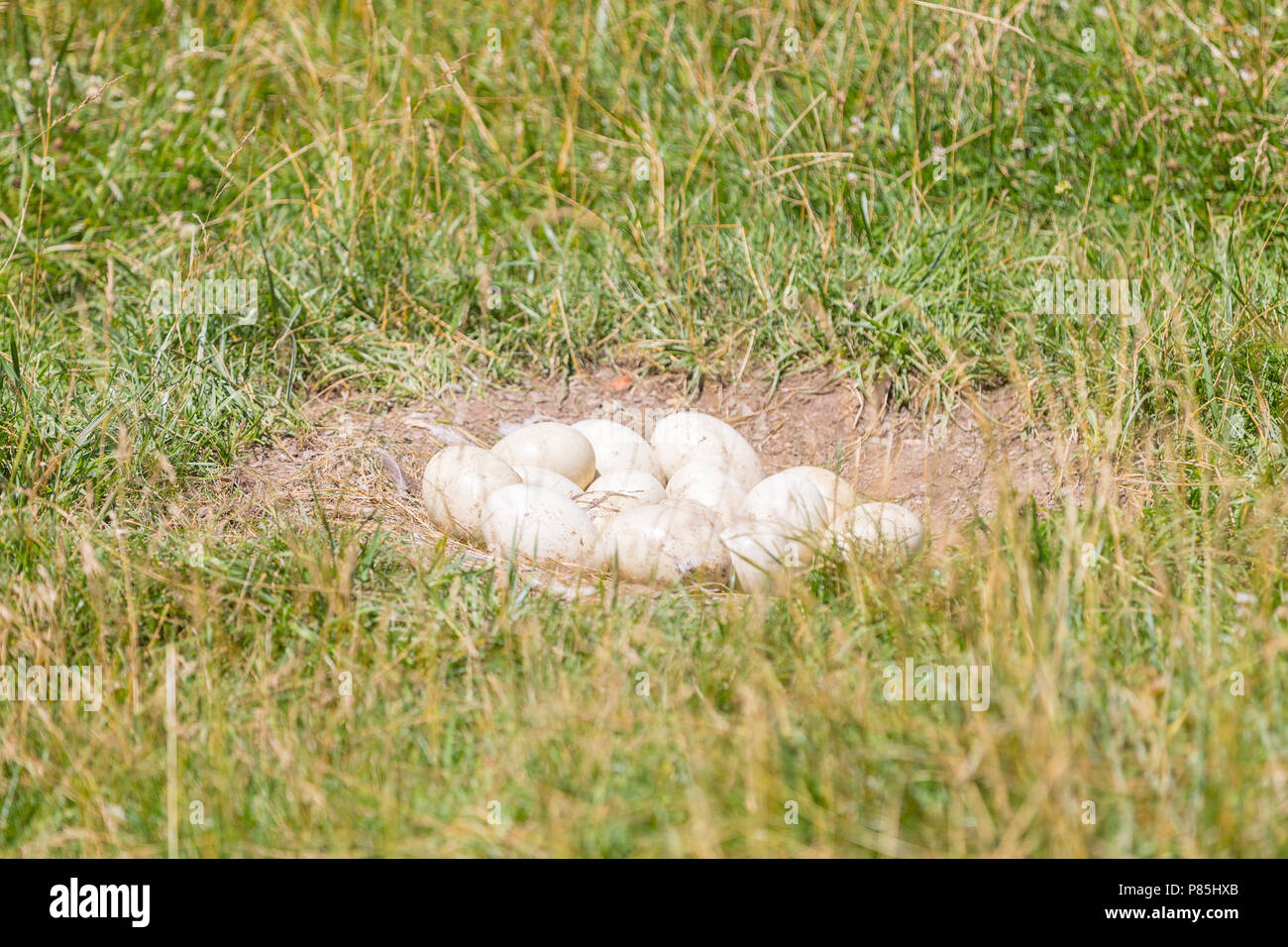 Ostrich Eggs Near Me A Sustainable Food Option