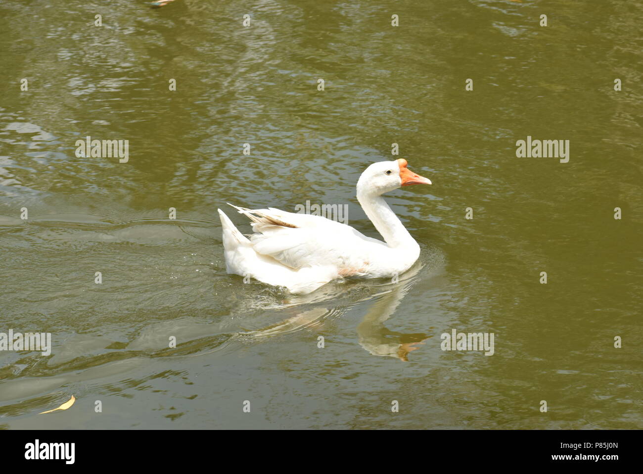 White Swan swimming on a pond Stock Photo - Alamy