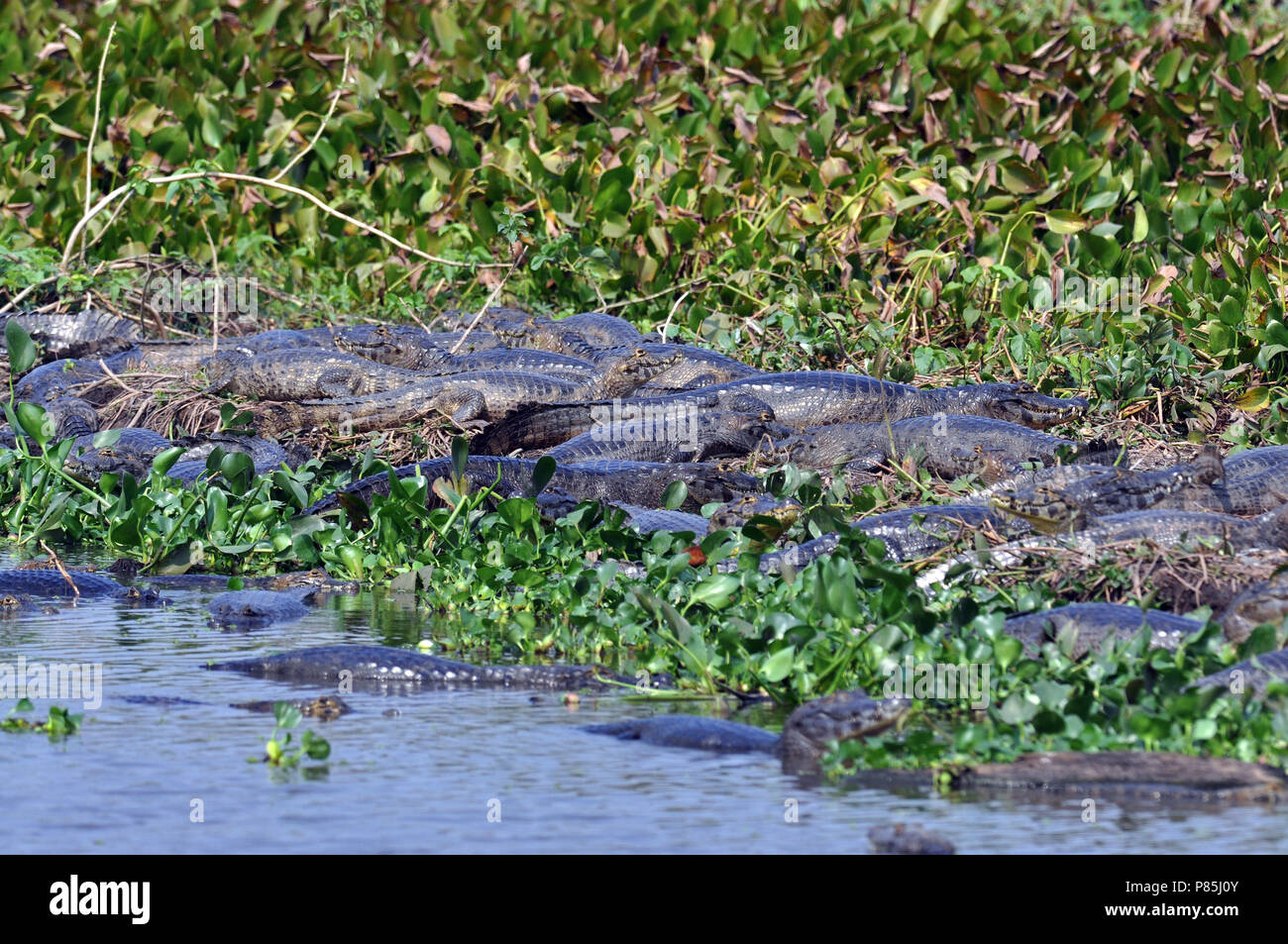 Spectacled Caiman in the Pantanal Stock Photo