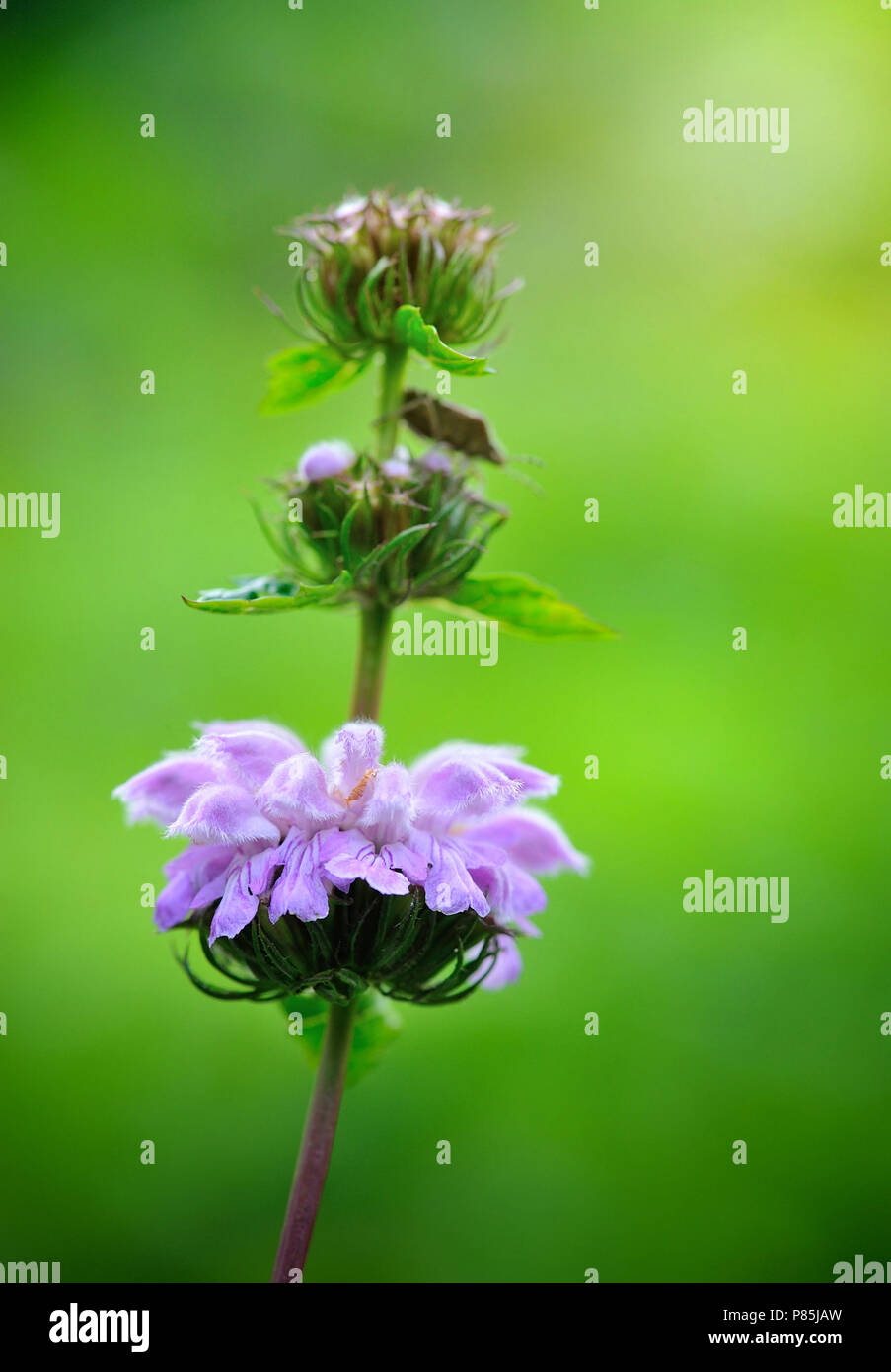 Closeup flowers of Phlomoides tuberosa (Phlomis tuberosa) Stock Photo